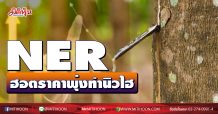 NER ฮอตราคาพุ่งทำนิวไฮ