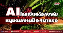 AI  โกยเงินสต็อกปาล์ม  หนุนงบปี64 มาแรง (11/01/64)