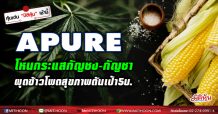 APURE โหนกระแสกัญชง-กัญชา ผุดข้าวโพดสุขภาพดันเป้า5บ.