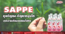 SAPPE ลุยกัญชง-กัญชาหนุนโต เคลิ้ม!จนต้องขอลองไปต่อ