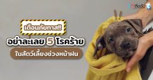 เตือนภัยทาส!!! อย่าละเลย 5 โรคร้ายในสัตว์เลี้ยงช่วงหน้าฝน