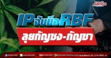 IPจับมือRBF ลุยกัญชง-กัญชา