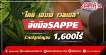 ไทย เฮมพ์ เวลเนส จับมือ SAPPE (เซ็ปเป้) ร่วมปลูกกัญชง 1,600ไร่ จ.เชียงราย กระตุ้นตลาด”กัญชง” แง้มผู้สนใจร่วมลงทุนสามารถใช้สกุลเงิน Crypto Token เพื่อขับเคลื่อนธุรกิจสู่ตลาดโลก