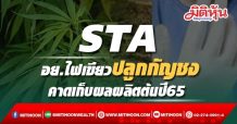 STA อ.ย.ไฟเขียวปลูกกัญชง คาดเก็บผลผลิตต้นปี65