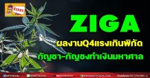 ZIGA ผลงานQ4แรงเกินพิกัด กัญชา-กัญชงทำเงินมหาศาล