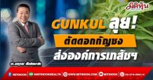 GUNKUL ลุย! ตัดดอกกัญชง ส่งองค์การเภสัชฯ