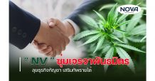 “NV” ซุ่มเจรจาพันธมิตร ลุยธุรกิจกัญชา เสริมทัพรายได้