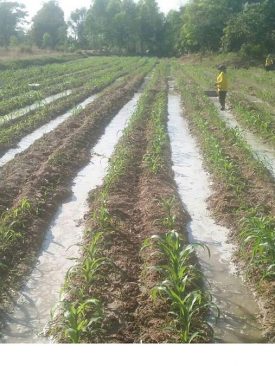 ปันน้ำปุ๋ยจากฟาร์มสุกรซีพีเอฟ ช่วยเกษตรกร”ตั้งรับ ก่อนแล้ง” ลดต้นทุนเพาะปลูก