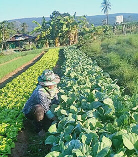 ซีพีเอฟ หนุนเกษตรกร “ซับรวงไทร” จ.ชัยภูมิ ผลิตปุ๋ยเปลือกไข่ใช้เอง สร้างอาชีพ-สร้างรายได้ยั่งยืน