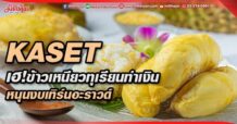 KASET  เฮ!ข้าวเหนียวทุเรียนทำเงิน  หนุนงบเทิร์นอะราวด์