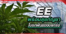 EE  พร้อมลุยกัญชา  โบรกฟันธงงบแกร่ง
