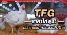 TFG ราคาไก่พุ่ง! ยอดขายล้น-กำไรแรง300%
