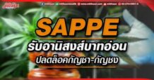 SAPPE รับอานิสงส์บาทอ่อน ปลดล็อคกัญชา-กัญชง