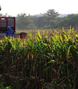 ซีพีเอฟ จับมือ FIT เดินหน้าพัฒนาศักยภาพเกษตรกรปลูกข้าวโพดช่วยลดคาร์บอน