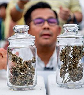 “พันธุ์บุรีรัมย์” รีเทิร์น !!! เนรมิตพื้นที่ 1,200 ไร่ จัดงาน มหกรรมกัญชา-กัญชง เชิงพาณิชย์