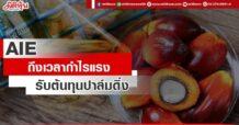 AIE  ถึงเวลากำไรแรง  รับต้นทุนปาล์มดิ่ง