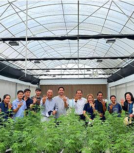 ชาญอิสสระ ตรวจเยี่ยมความก้าวหน้าปลูกกัญชง-กัญชาในโรงเรือน