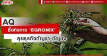 AQ ซื้อกิจการ ‘EGRONIX’ ลุยธุรกิจกัญชา-กัญชง
