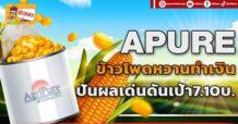 🔥APURE🔥 ข้าวโพดหวานทำเงิน ปันผลเด่นดันเป้า 7.10 บ.