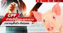 CPF กำไรปีนี้โตทะลุทะลวง  ราคาหมูฟื้นตัว-ต้นทุนลด