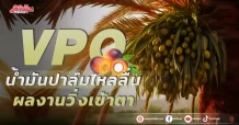 VPO น้ำมันปาล์มไหลลื่น ผลงานวิ่งเข้าตา