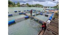 แม็คโครเคียงข้างเกษตรกรไทย จับมือพาณิชย์และประมงจังหวัดสงขลา รับซื้อปลากะพงกว่า 30,000 กิโลกรัมจากภาคใต้ แก้ปัญหาราคาตกต่ำ