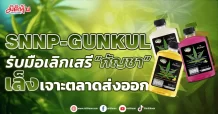 SNNP-GUNKUL  รับมือเลิกเสรี“กัญชา”  เล็งเจาะตลาดส่งออก