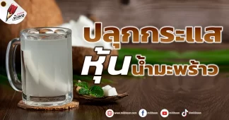 ปลุกกระแส หุ้นน้ำมะพร้าว