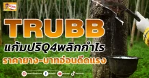 TRUBB แก้มปริQ4พลิกกำไร ราคายาง-บาทอ่อนดีดแรง