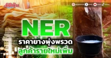 NER ราคายางพุ่งพรวด ลูกค้ารายใหม่เพิ่ม