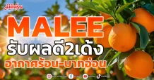 MALEEรับผลดี2เด้ง อากาศร้อน-บาทอ่อน