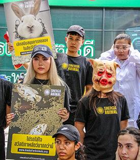 รายงาน “ธนาคารเพื่อสัตว์ ปี 2568” ชี้ชัด: 58% ของธนาคารทั่วโลกส่วนใหญ่ยังเพิกเฉย ต่อสวัสดิภาพสัตว์ ซิเนอร์เจีย แอนนิมอล จี้เร่งปรับนโยบายด่วน!