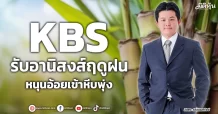KBS  รับอานิสงส์ฤดูฝน  หนุนอ้อยเข้าหีบพุ่ง