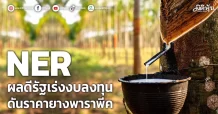 NER ผลดีรัฐเร่งงบลงทุน ดันราคายางพาราพีค