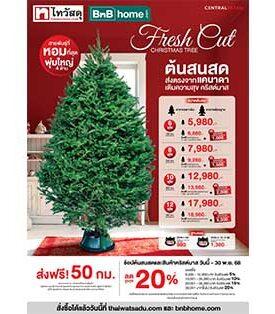 ไทวัสดุ และ บีเอ็นบี โฮม ในเครือเซ็นทรัล รีเทล ตอกย้ำความเป็นเจ้าตลาดเทศกาลคริสต์มาส เปิดพรีออร์เดอร์ ‘ต้นสนสดจากแคนาดา’ 4 ขนาดใหม่ พร้อมอัปเดต 5 เทรนด์ของตกแต่งนำเข้าสุดเอ็กซ์คลูซีฟ