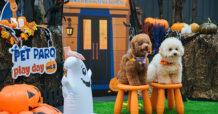 ปลุกสีสัน Halloween สุดหลอนกับเหล่าเพื่อนซี้สี่ขา เติมความสุขอบอุ่นใจในงาน PET PARQ PLAY DAY VOL.3 ที่ เดอะ ปาร์ค
