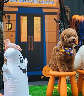 ปลุกสีสัน Halloween สุดหลอนกับเหล่าเพื่อนซี้สี่ขา เติมความสุขอบอุ่นใจในงาน PET PARQ PLAY DAY VOL.3 ที่ เดอะ ปาร์ค