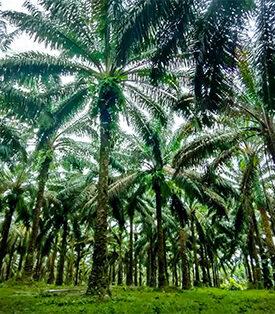 STA ศรีตรังฯ เดินหน้าปลูกปาล์มน้ำมันโครงการนำร่องทั่วประเทศ รับเทรนด์ราคาปาล์มอยู่ในระดับสูง