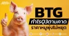 BTG กำไรQ3ตามคาด ราคาหมูพุ่งไม่หยุด