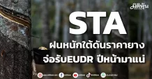 STA ฝนหนักใต้ดันราคายางขึ้น จ่อรับEUDR ปีหน้ามาแน่