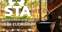 STA ฝนหนักใต้ดันราคายางขึ้น รอลุ้น EUDR ปีหน้า