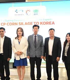 CPF ร่วมมือสมาคมโคเนื้อฮันวูแห่งชาติเกาหลีใต้ ผลักดันการใช้ข้าวโพดหมักคุณภาพสูง