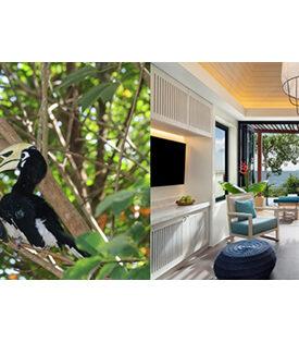 MINT : อวานี พลัส เกาะลันตา ร่วมฉลอง “วันรักนกเงือก” ชวนสัมผัสธรรมชาติอันสมบูรณ์ของเกาะลันตา ผ่านกิจกรรมพิเศษตลอดเดือน