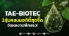 TAE-BIOTEC 2หุ้นคอมมอดิตี้สุดจี๊ด ลุ้นผลงานพีคแรง!