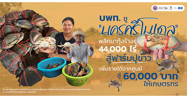 บพท. ชู “นครศรีโมเดล” พลิกนากุ้งร้าง 44,000 ไร่ สู่ฟาร์มปูขาว เพิ่มรายได้จากศูนย์ สู่ 60,000 บาทให้เกษตรกร