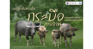 ยกระดับห่วงโซ่ “กระบือคุณภาพ” มาตรฐานเนื้อปลอดภัย พร้อมส่งออกสู่ตลาดนอก