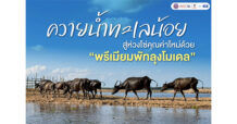 ควายน้ำทะเลน้อย สู่ห่วงโซ่คุณค่าใหม่ด้วย “พรีเมียมพัทลุงโมเดล”